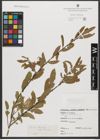 Foto von Salix triandra subsp. triandra L.